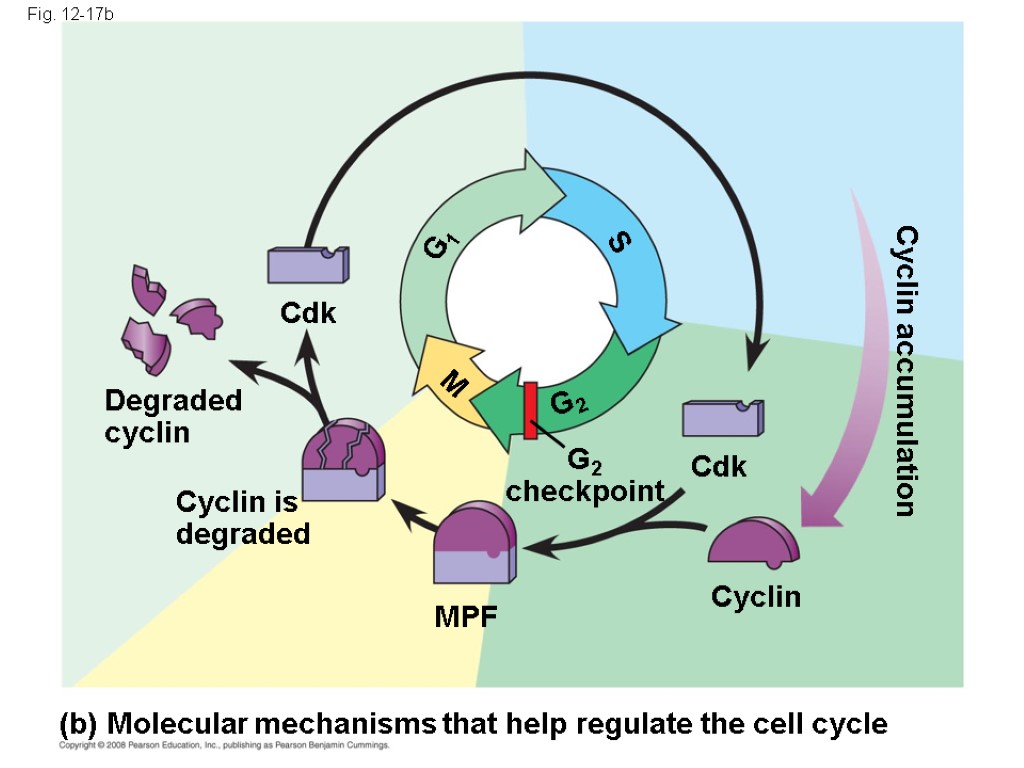 Fig. 12-17b Cyclin is degraded Cdk MPF Cdk M S G1 G2 checkpoint Degraded